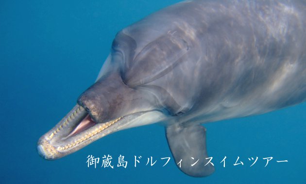 御蔵島ツアー案内
