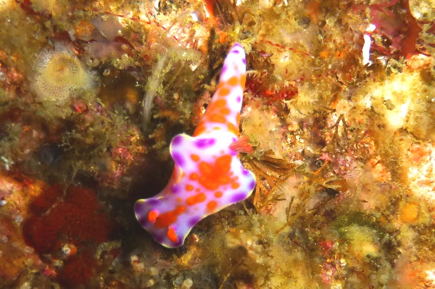 150529ニシキウミウシ