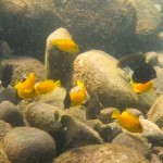 モンツキハギの幼魚小群れ150912