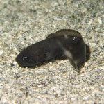 エゾイソアイナメの幼魚