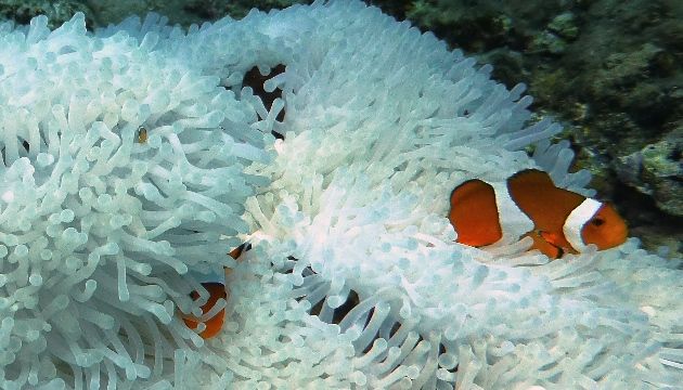 カクレにチビハマクマノミの幼魚が 16.11.07