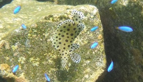 大瀬崎に出現したサラサハタの幼魚 18.08.26