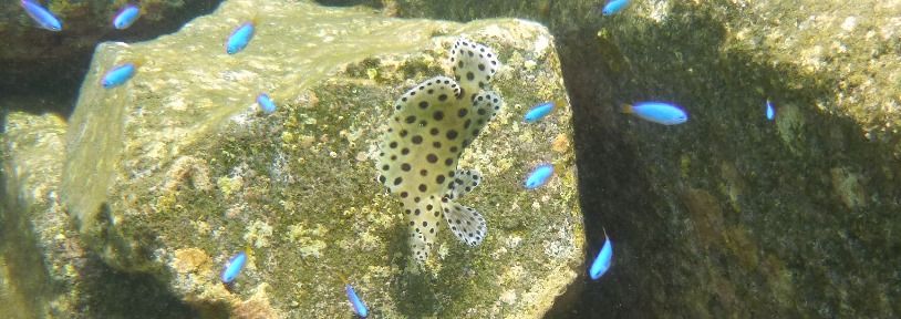 大瀬崎に出現したサラサハタの幼魚 18.08.26