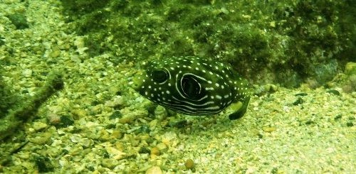 平沢で海洋実習3日目 18.09.04