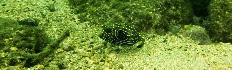 平沢で海洋実習3日目 18.09.04