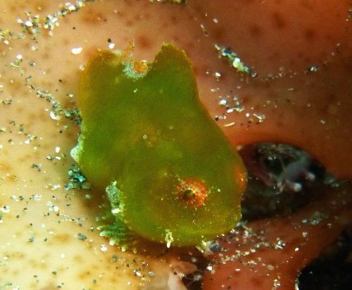 ダンゴウオ成魚 冬生物