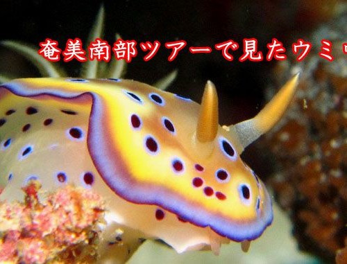 奄美南部ウミウシ集 19.GW