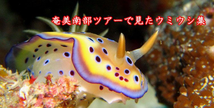 奄美南部ウミウシ集 19.GW