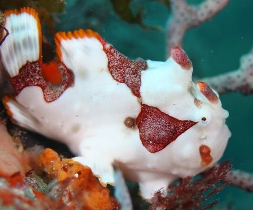 クマドリカエルアンコウ